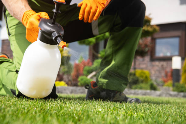 Best Local Pest Control Services  in Golden Valley, AZ