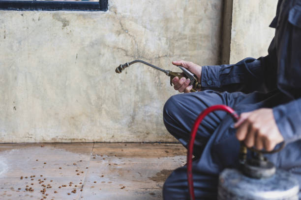 Professional Pest Control in Golden Valley, AZ